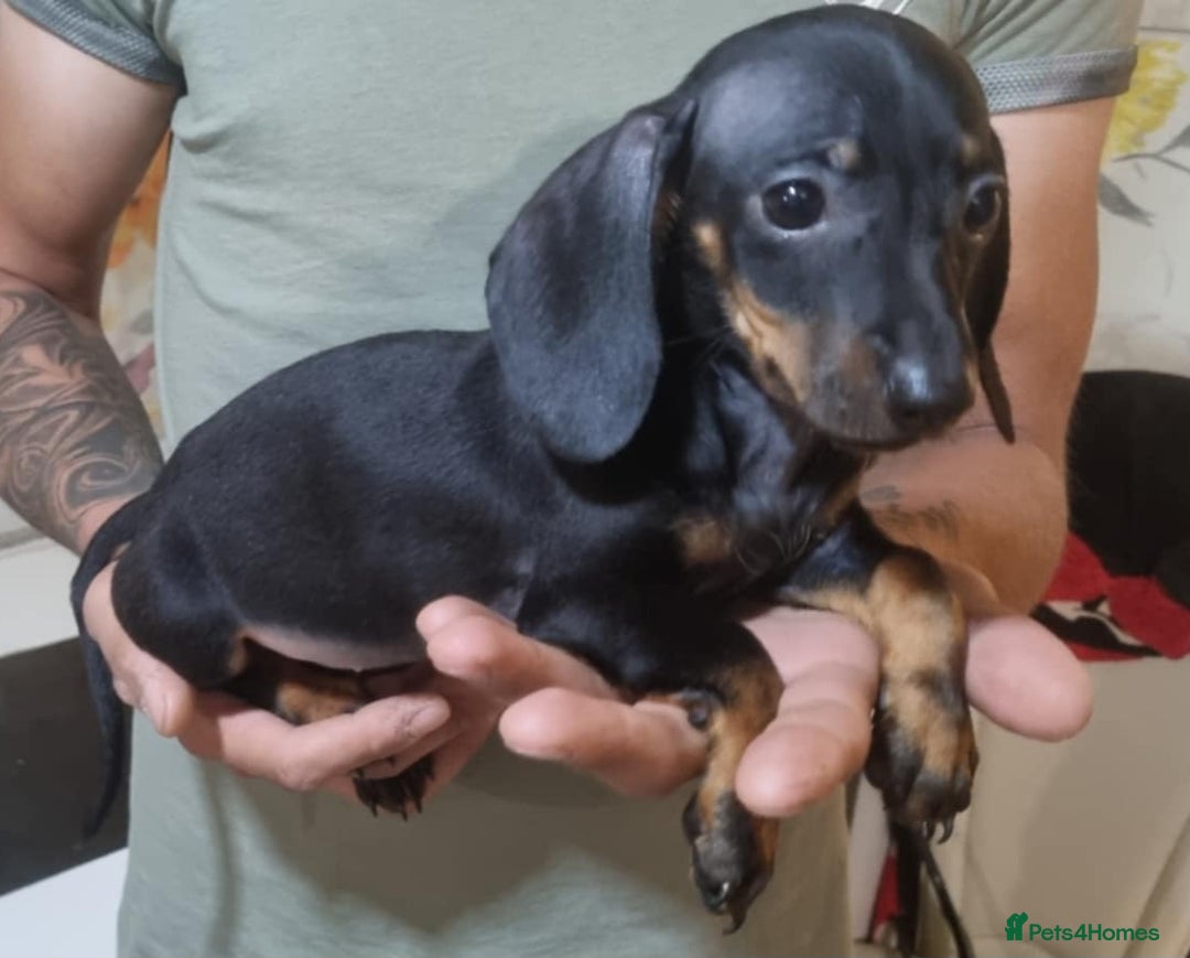 Miniature Dachshund dogs for sale: Miniature dachshund puppies  - Image 6