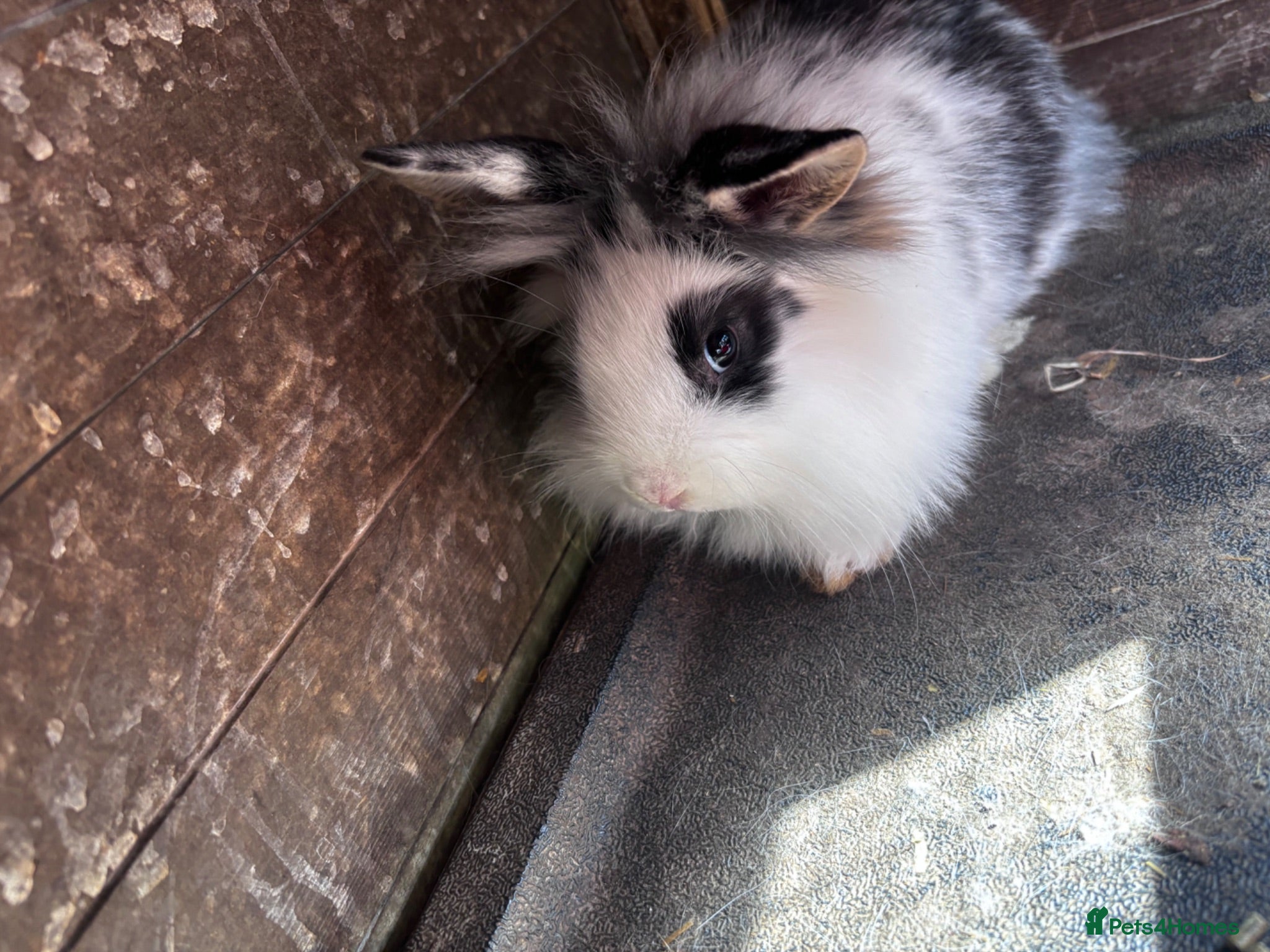Mini Lion Lop rabbits 1 LEFT!! 5 Beautiful Mini Lionhead Lops £50 Each. - Advert 1