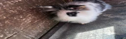 Mini Lion Lop rabbits for sale: 1 LEFT!! 5 Beautiful Mini Lionhead Lops - Advert 2