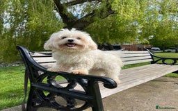 Maltese dogs for stud: Kc Maltese terrier stud in Chelmsford - Image 1