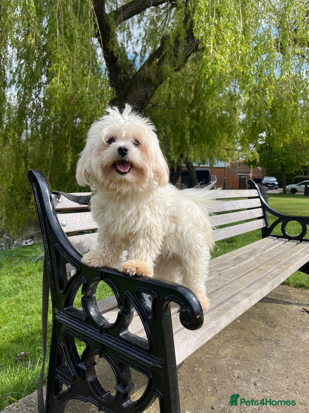 Maltese dogs for stud: Kc Maltese terrier stud in Chelmsford - Image 1
