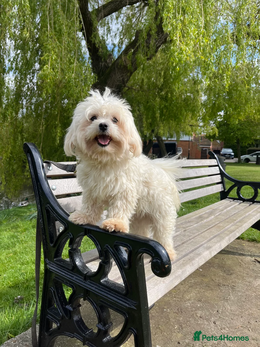 Maltese dogs for stud: Kc Maltese terrier stud in Chelmsford - Advert 1