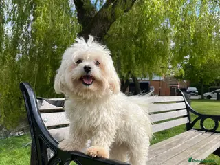 Maltese dogs Kc Maltese terrier stud in Chelmsford - Advert 3