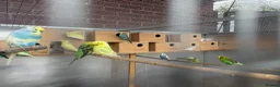 Budgerigars birds for sale: Mixed budgies  - Advert 2