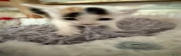 Sphynx cats for sale: Spyhnx mixed breed  in Epsom - Advert 19