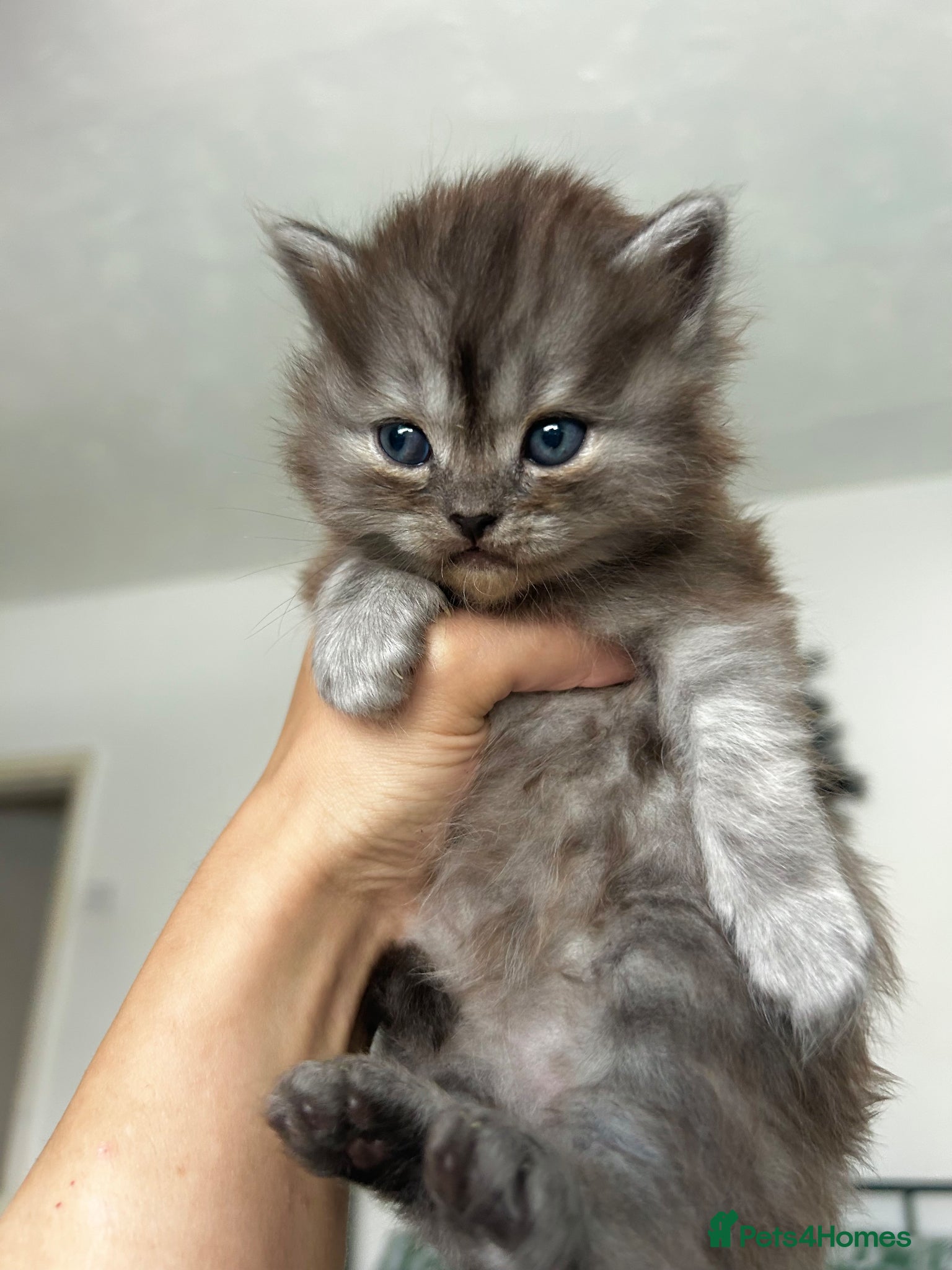 Persian cats for sale: 7-Persian kittens for sale 🩶🩵 males & Females - Advert 5