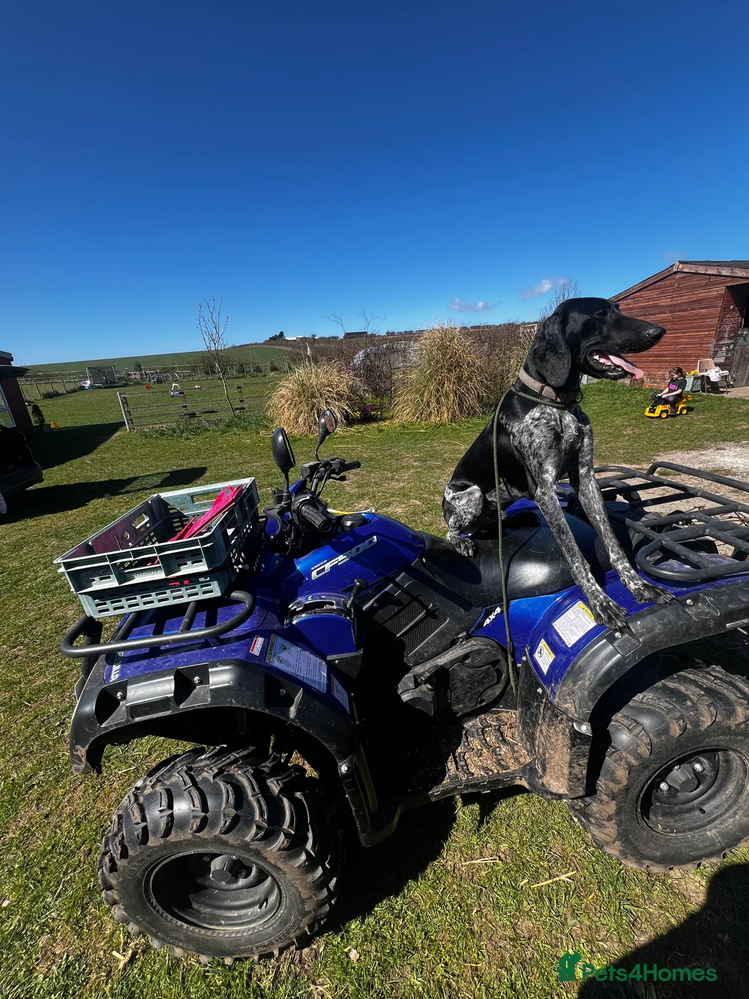 German Shorthaired Pointer dogs for stud: KC Reg German Shorthair Pointer for Stud in Bridlington - Advert 12