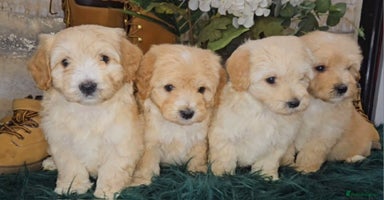 Maltipoo dogs - Advert 12