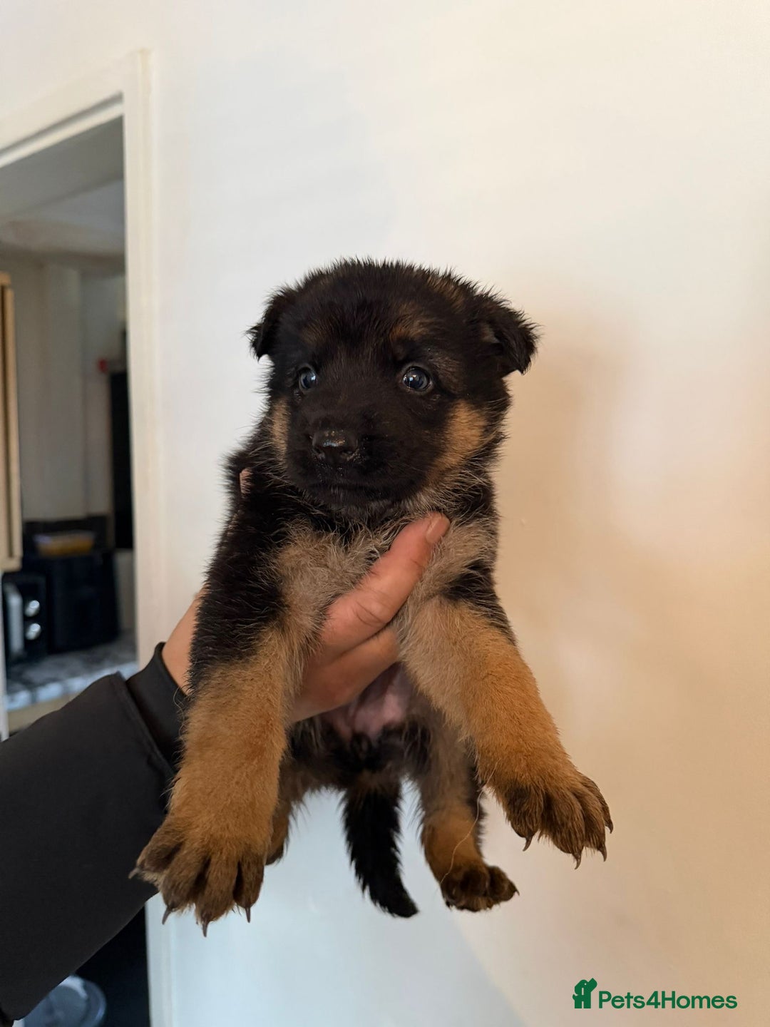 German Shepherd dogs for sale: German Shepard puppies  - Advert 5