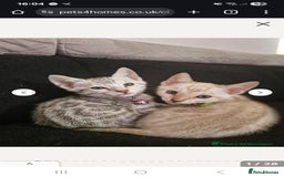 Bengal cats for sale: READY REDUCED TICA Genetic/Health Tested Bengals - Image 39