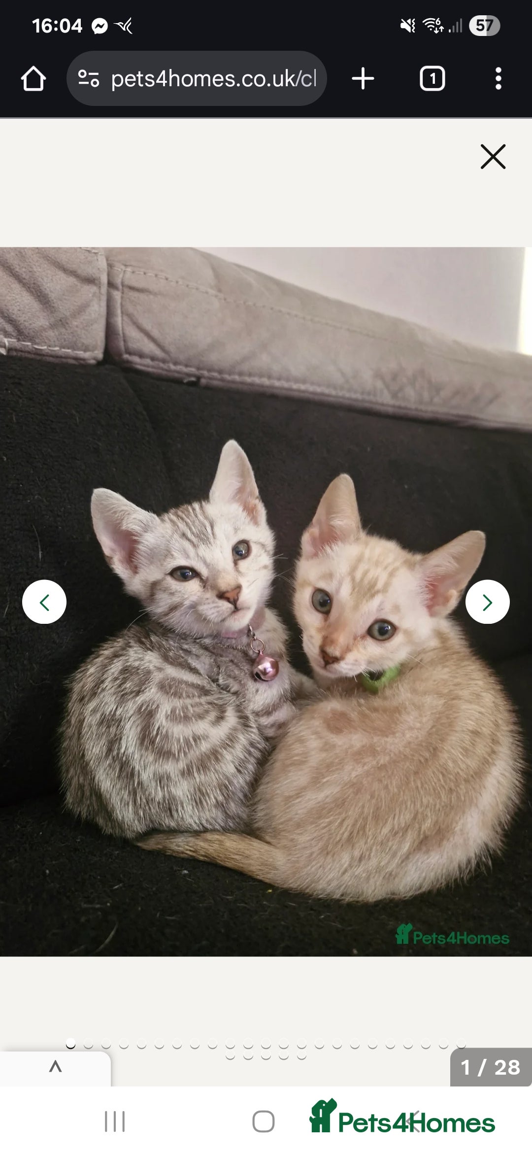 Bengal cats for sale: READY REDUCED TICA Genetic/Health Tested Bengals - Image 39