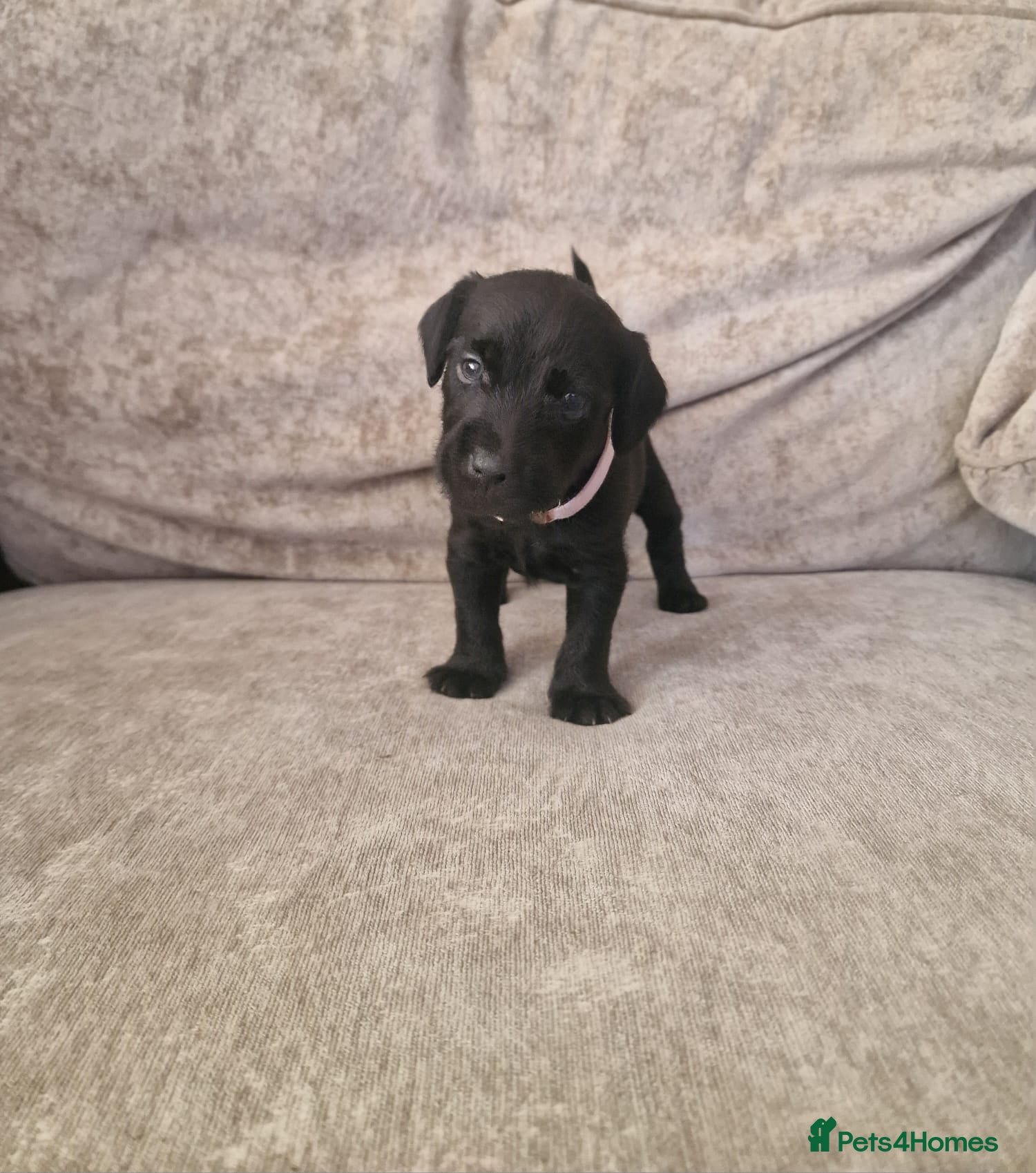 Patterdale Terrier dogs ❤️🐕Beautiful Patterdale puppies for sale🐕❤️ - Advert 11