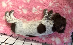 Cocker Spaniel dogs for sale: Working cocker spainel Puppys Ready to leave  - Image 29