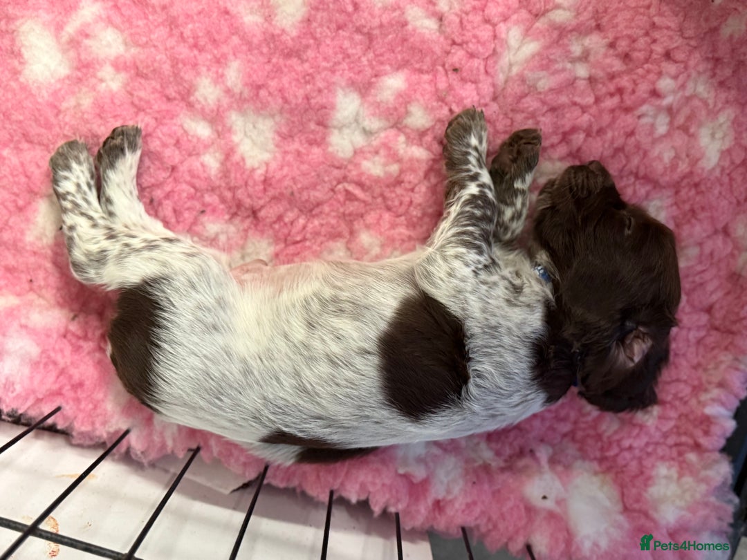 Cocker Spaniel dogs for sale: Working cocker spainel Puppys Ready to leave  - Image 29