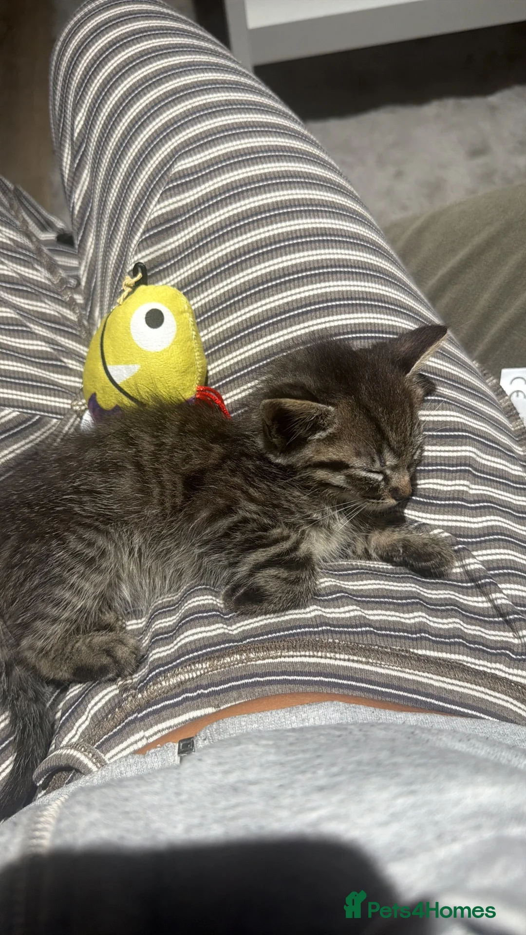 Mixed Breed cats for sale: Half ragdoll half bengal kitten - Advert 5