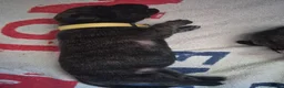 Mixed Breed dogs for sale: Boerso Babies  - Advert 25