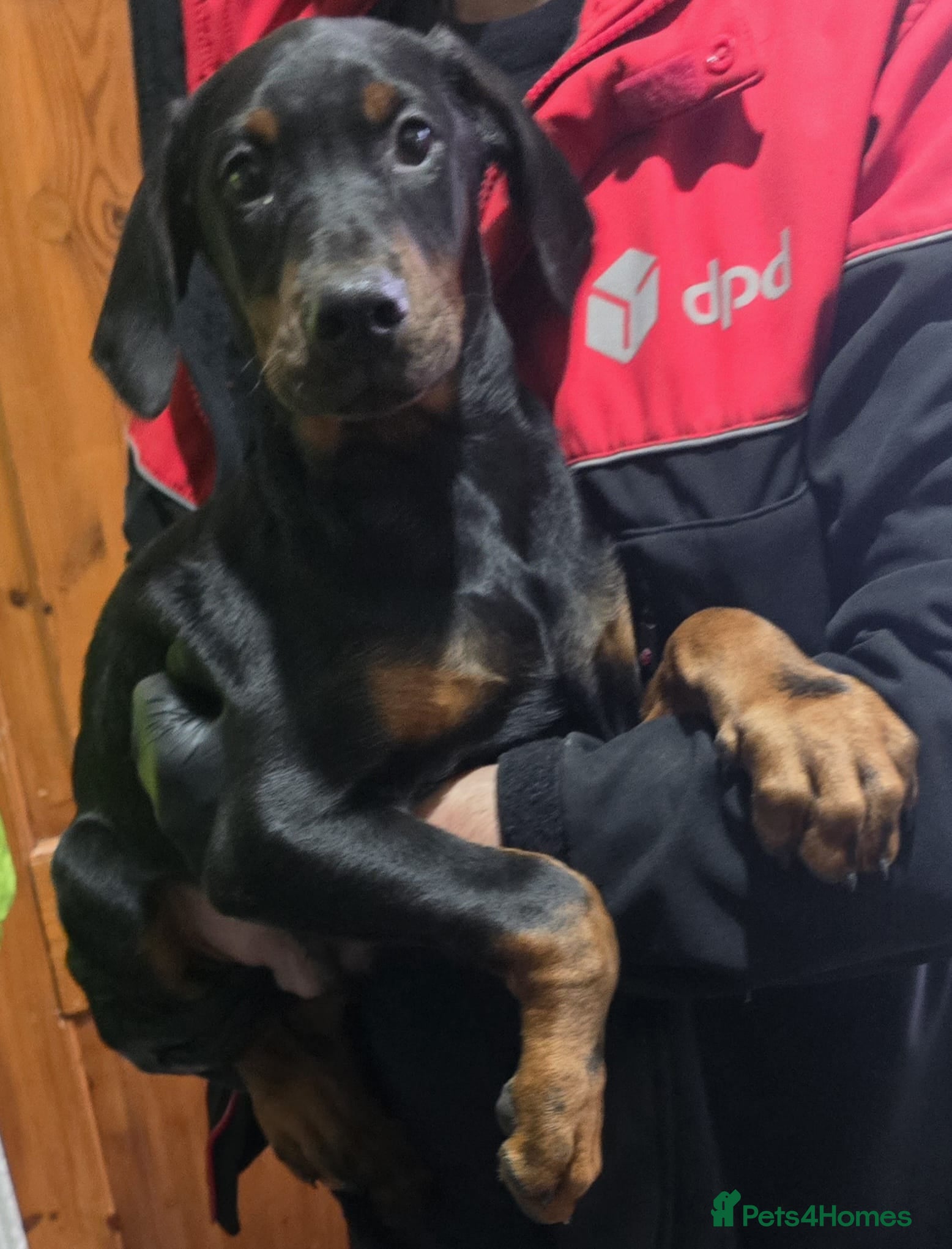 Dobermann dogs Traditional bred doberman pups for sale - Advert 1