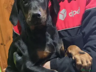 Dobermann dogs Traditional bred doberman pups for sale - Advert 1