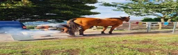 English Thoroughbred horses for sale: Stunning Thoroughbred 16.3 bay mare - Advert 5