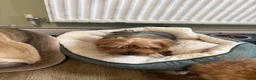 Yorkshire Terrier dogs for sale: Female Yorkshire terrier family friendly  - Advert 1