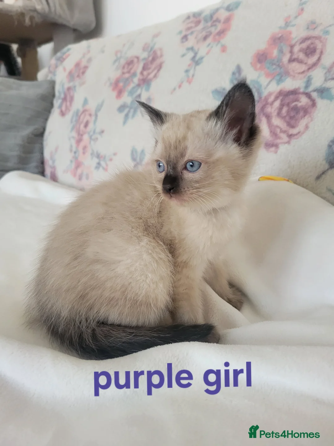 Ragamese cats for sale: Gorgeous Ragdoll x Siamese Kittens - Advert 2