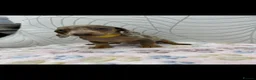 Miniature Dachshund dogs for sale: Miniature Dachshund - Advert 11