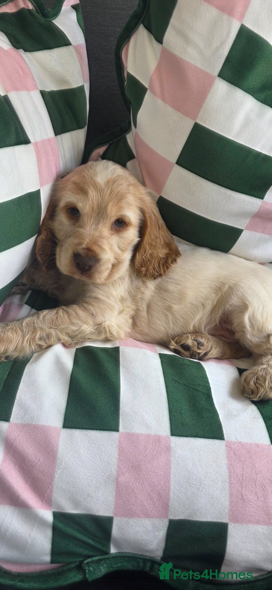 Cocker Spaniel dogs Male lemon roan show cocker puppy  - Advert 1