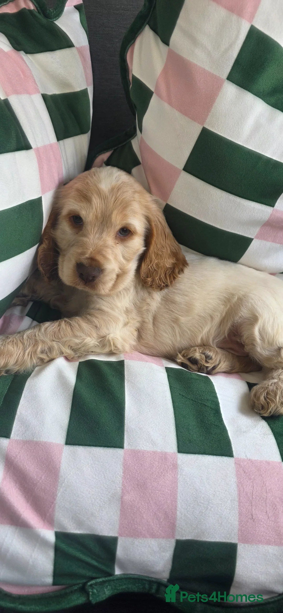 Cocker Spaniel dogs for sale: Male lemon roan show cocker puppy  - Advert 1