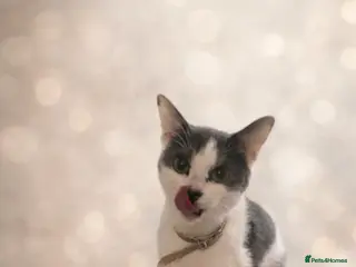 Mixed Breed cats Bluebell - Advert 13