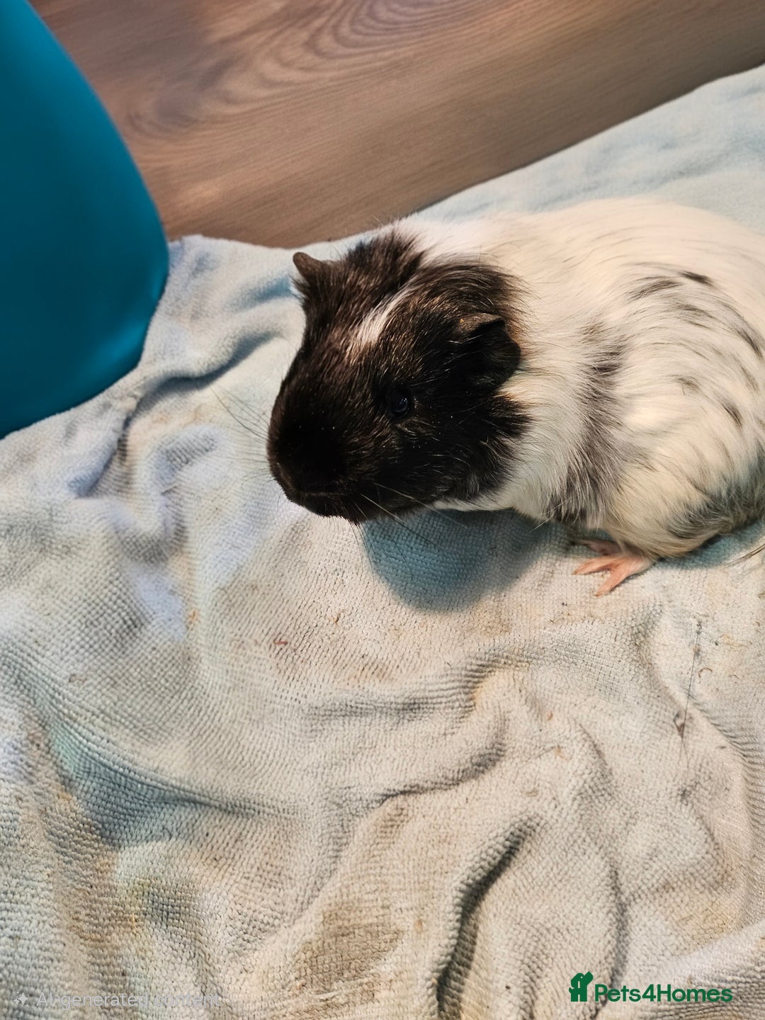 Guinea Pig rodents for sale: Two Male Guinea Pigs  - Advert 3