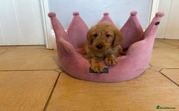 Labradoodle dogs for sale: ⭐️⭐️ Stunning F1 Miniature Labradoodles ⭐️⭐️ - Advert 19