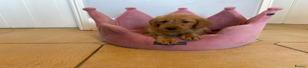 Labradoodle Puppy 10