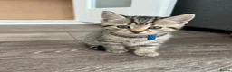 Mixed Breed cats for sale: Mixed tabby beautiful kittens  - Advert 8