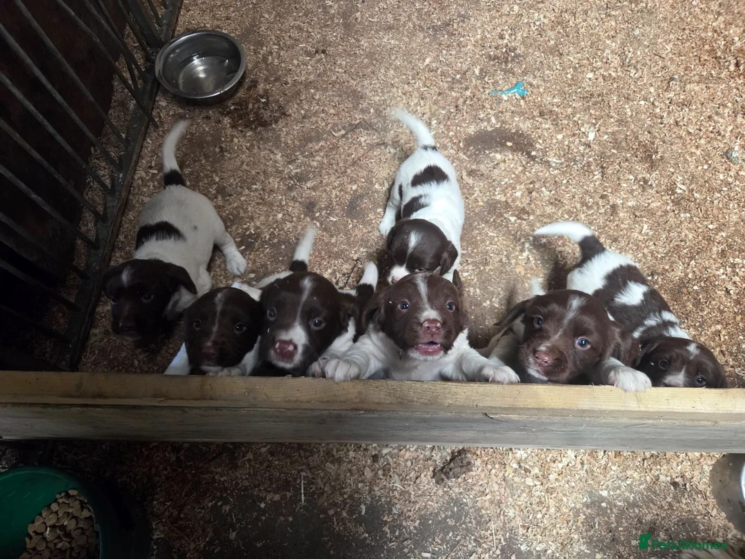 English Springer Spaniel dogs for sale: Farm bred springer spaniel puppies - Advert 10