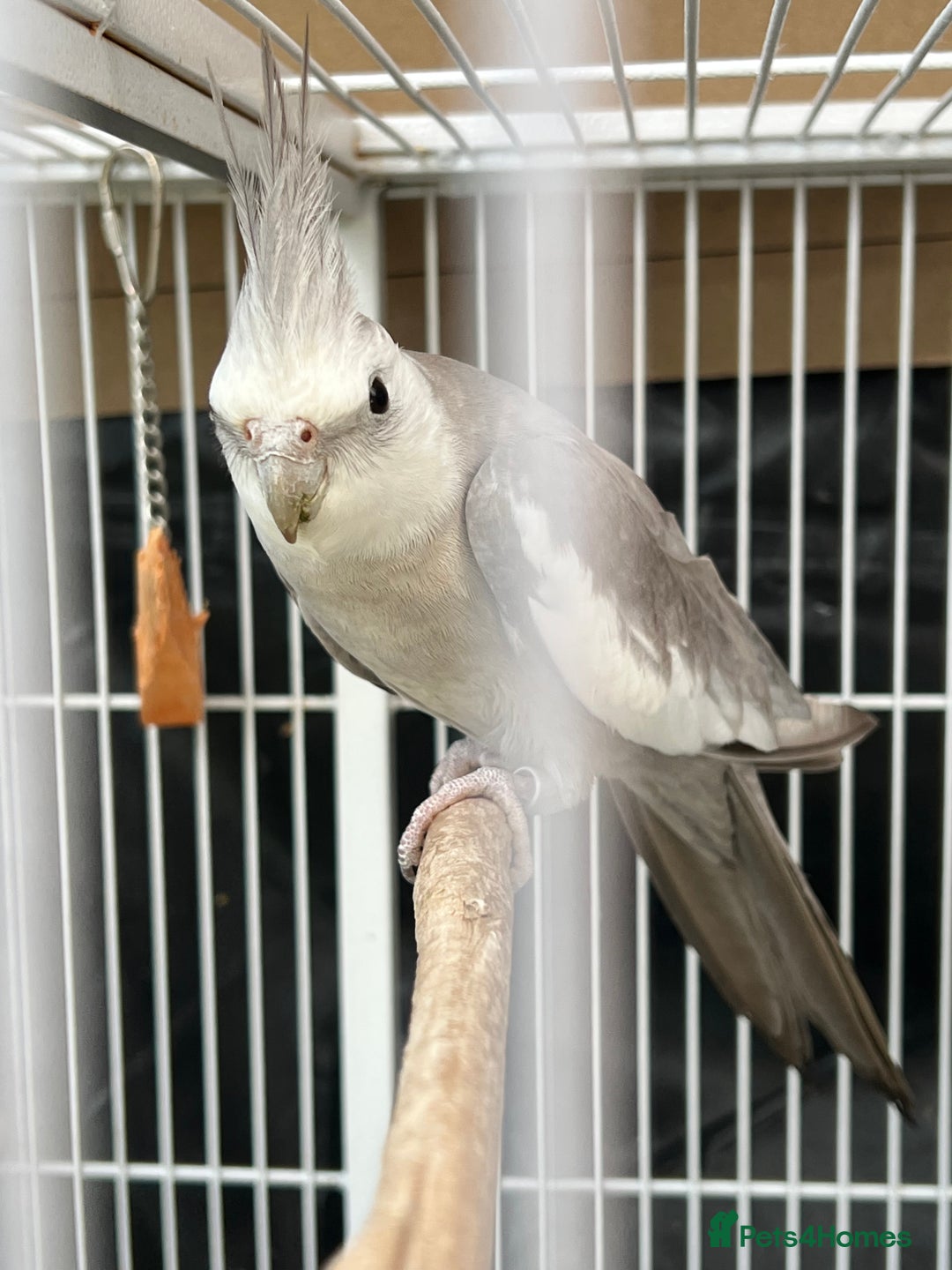 Mixed Breed birds for sale: Female Indian Ringneck,male Cockatiel & hen budgie - Image 6