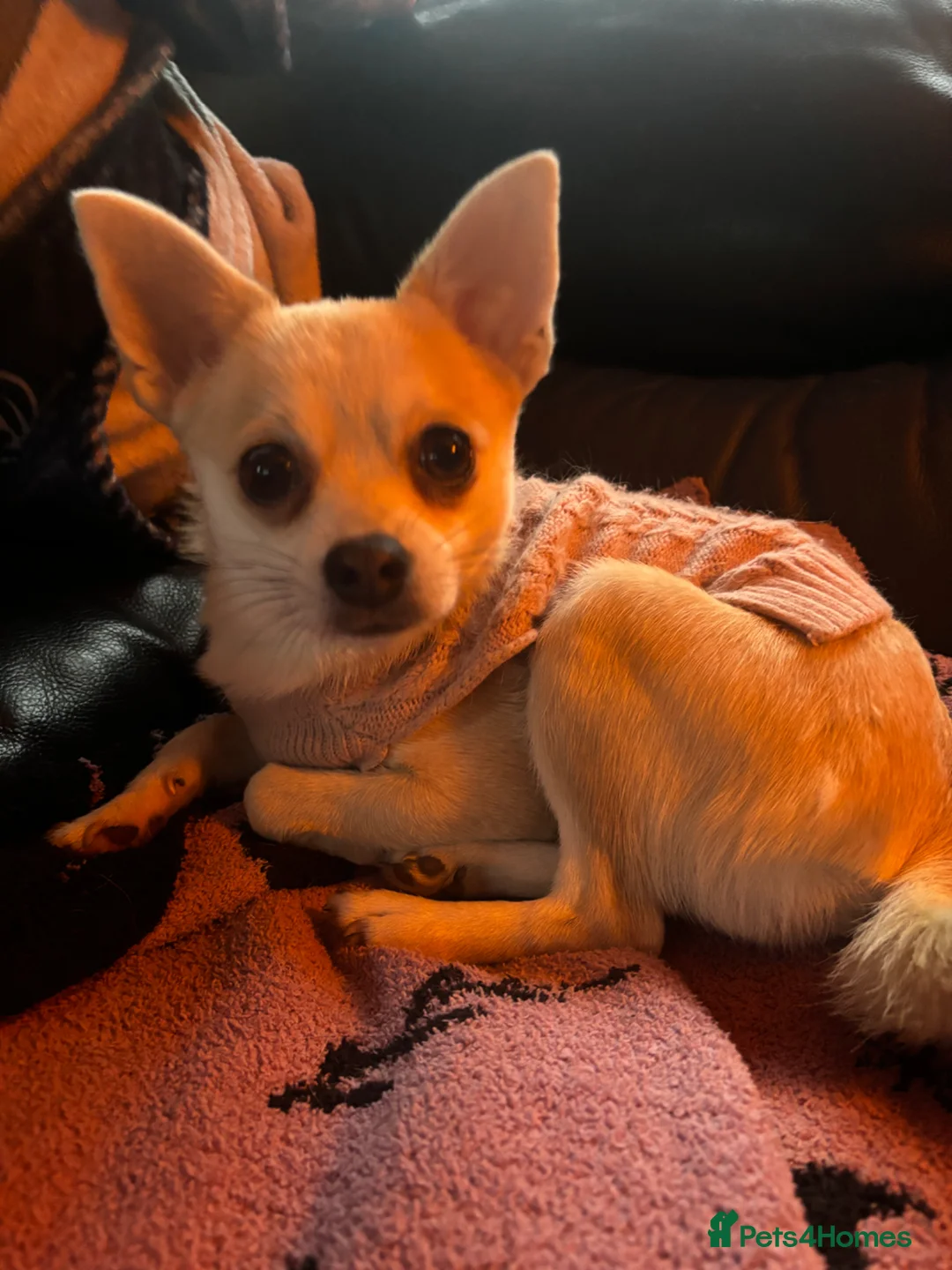 Pomchi dogs for sale: Meet Marnie!  in Dunmow - Advert 1
