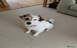 Mixed Breed dogs for sale: Romanian rommie rescue mixed breed rescue - Image 8