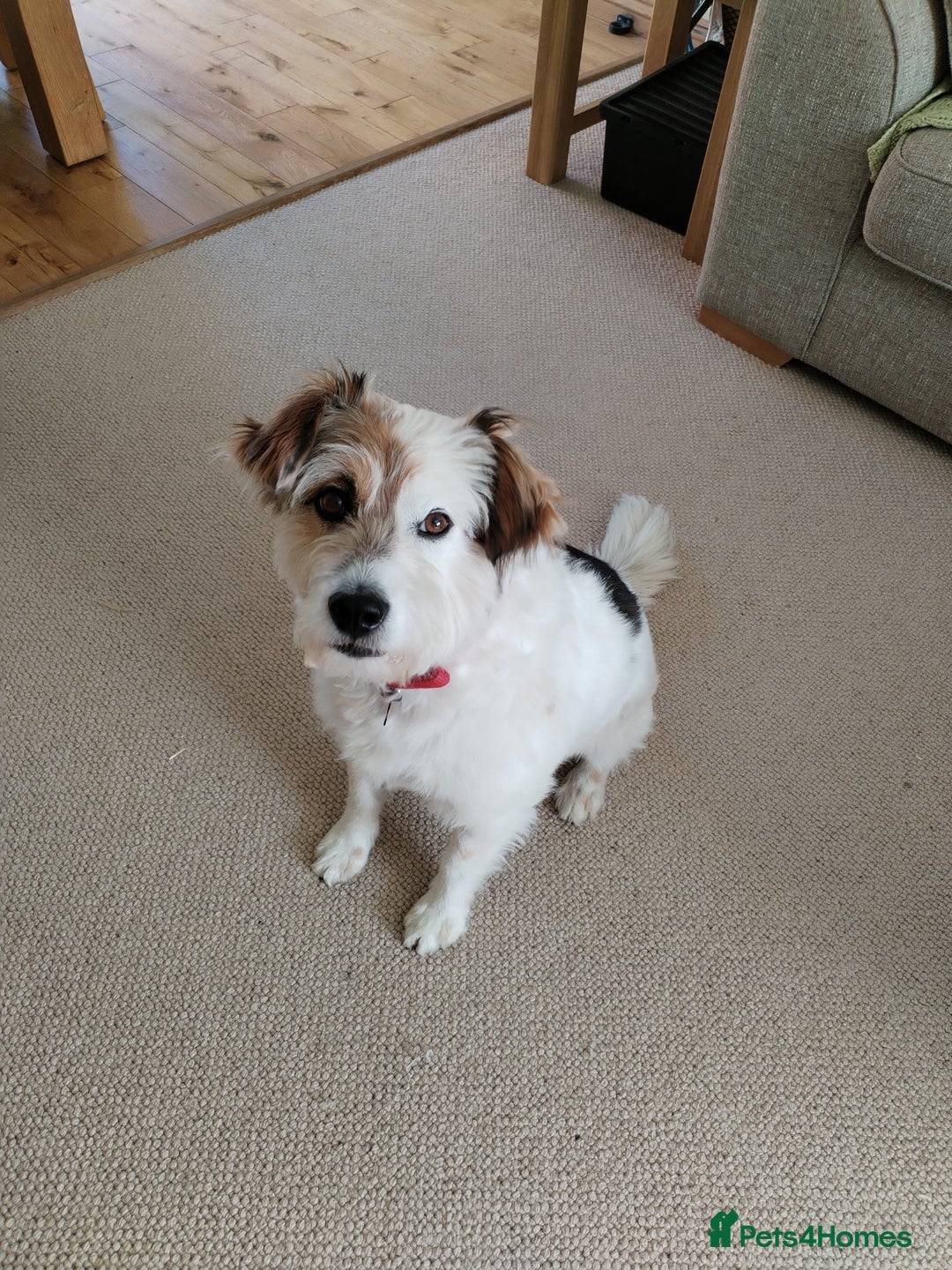 Mixed Breed dogs for sale: Romanian rommie rescue mixed breed rescue - Image 8
