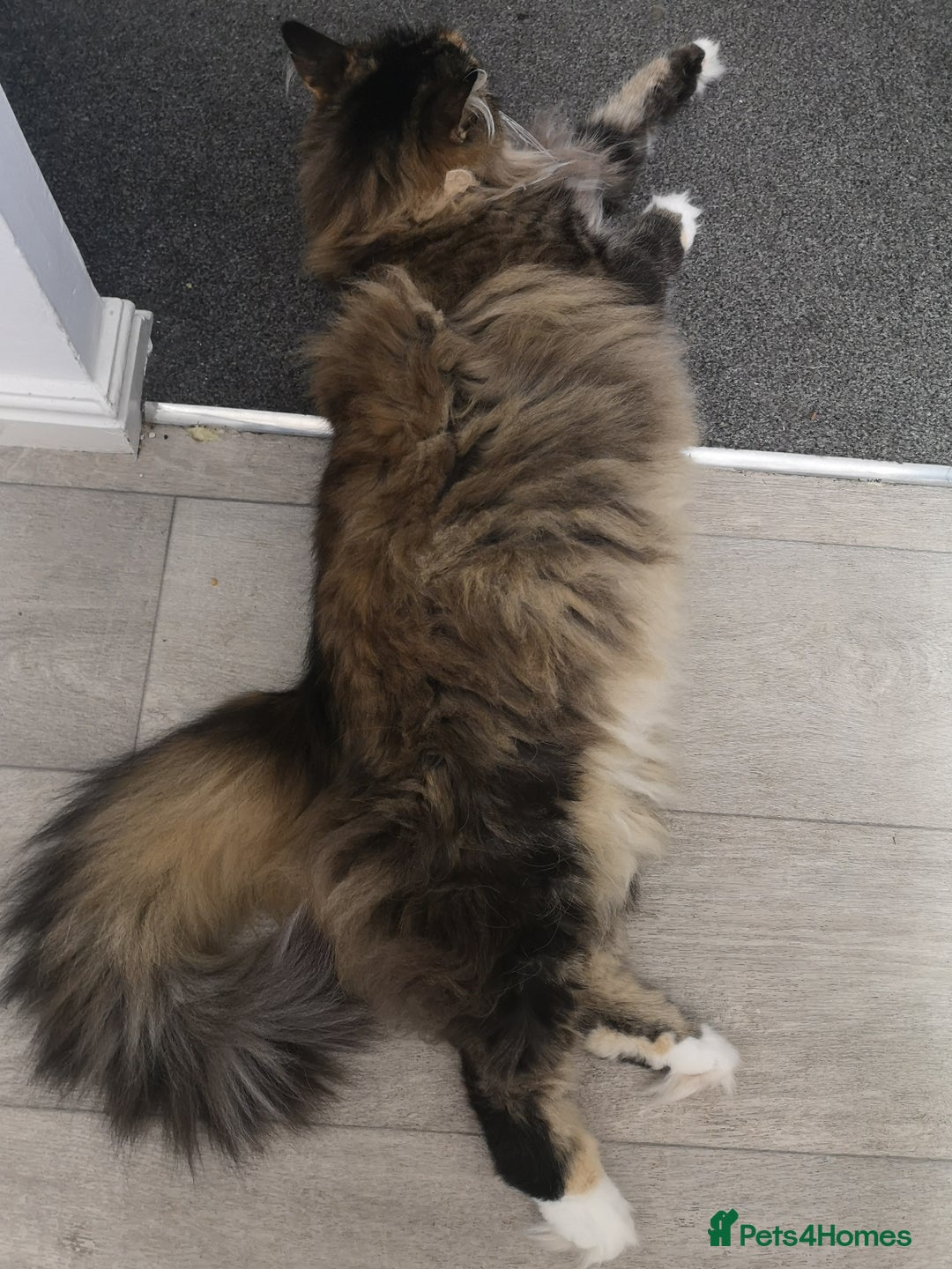 Norwegian Forest Cat cats for sale: Norwegian Forest Cat Female 10yrs - Advert 9