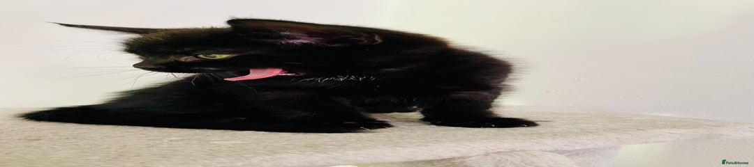 Kitten 4 - Female black domestic shorthair 