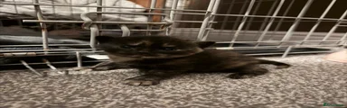 British Shorthair 4