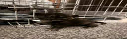 British Shorthair cats for sale: Half British shorthair  - Advert 2
