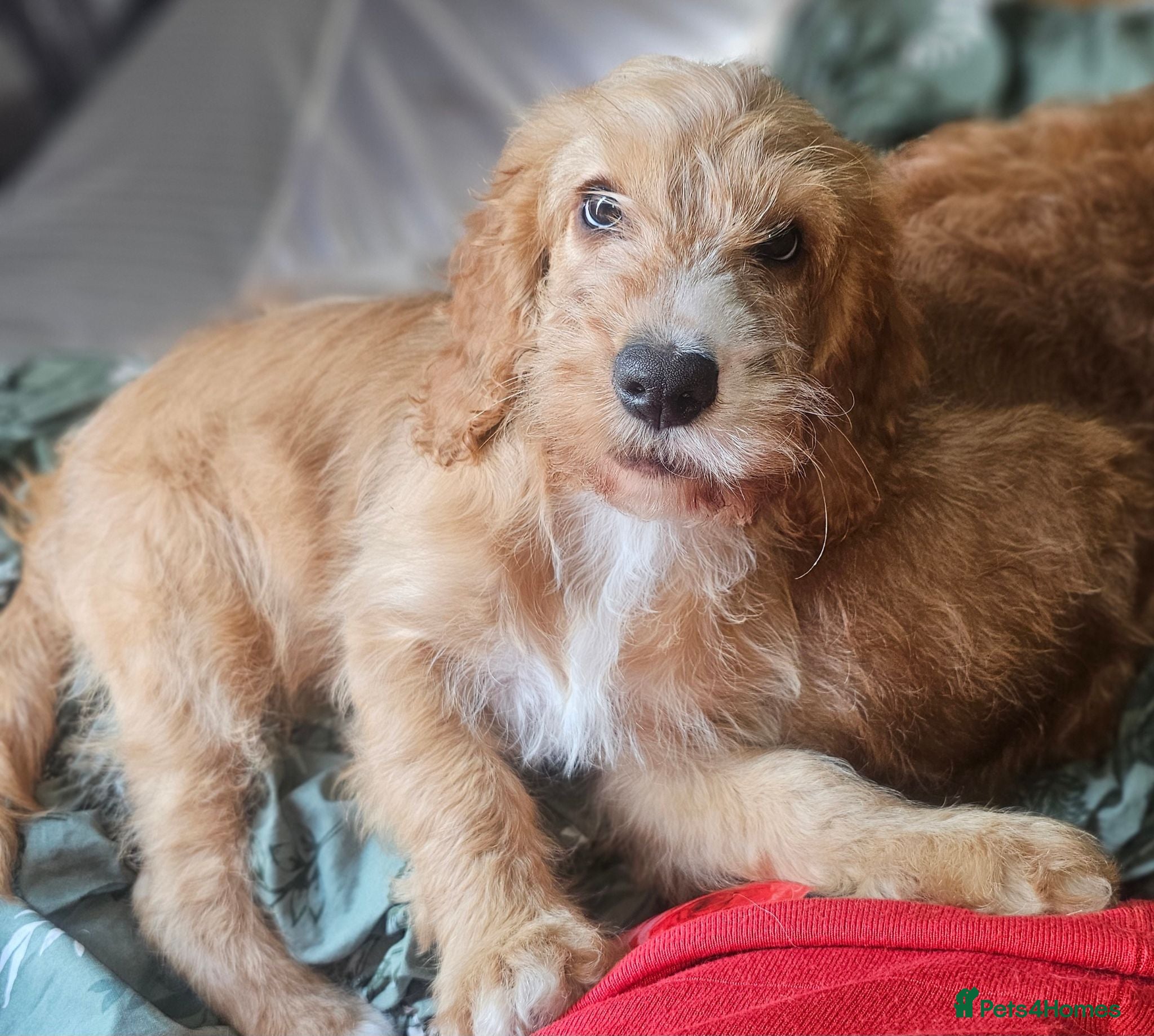 Cockapoo dogs Reduced!! Only one Red F2 Cockapoo puppy left!!. - Advert 1