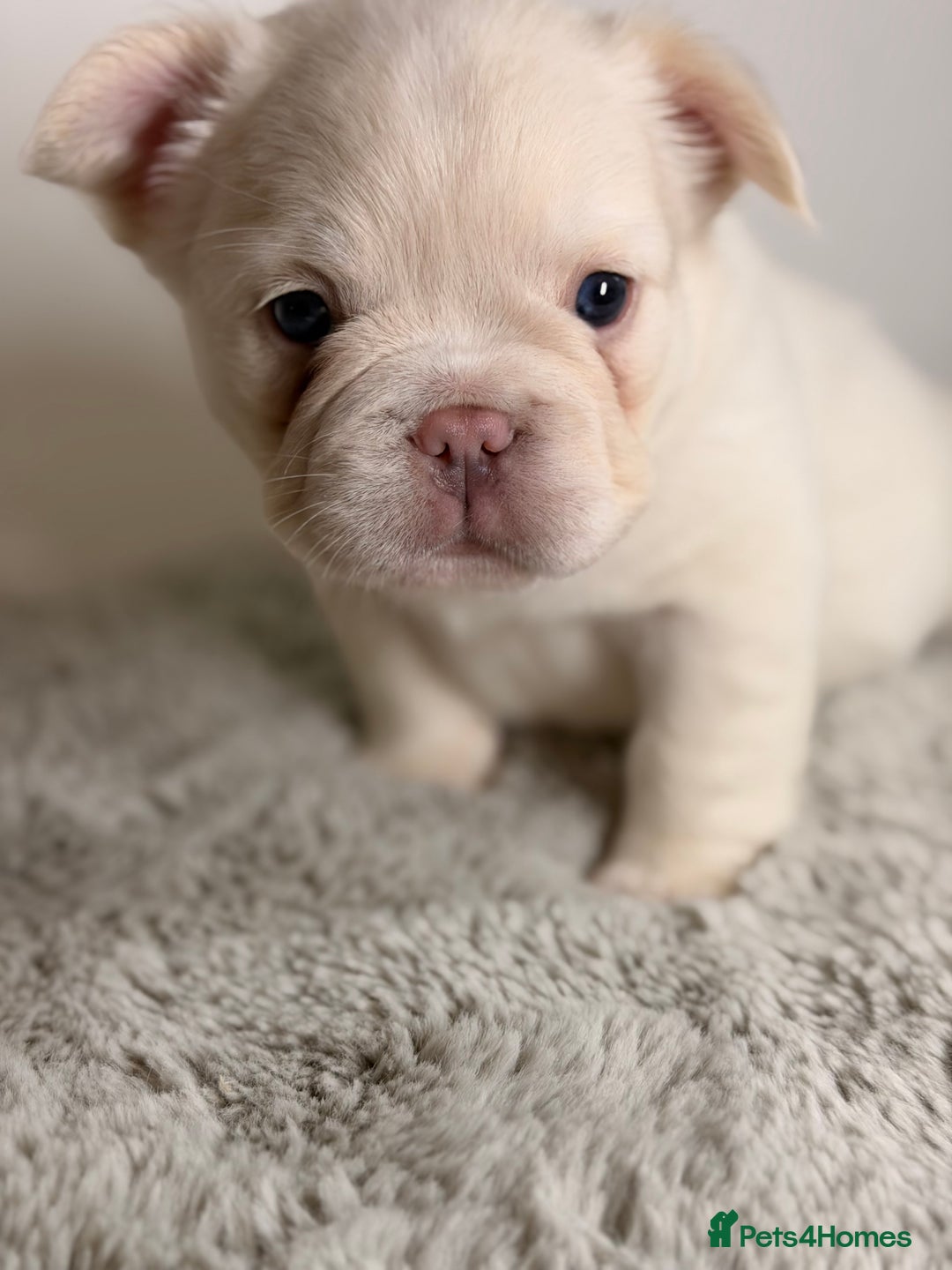 French Bulldog dogs for sale: Full visual outstanding fluffy frenchies - Advert 2