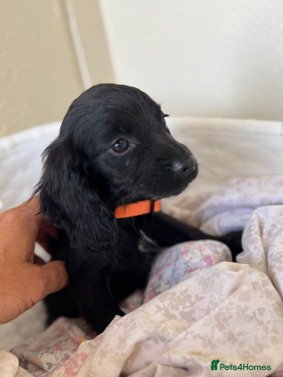 Cocker Spaniel dogs for sale: Beautiful cocker spaniels puppies for sale - Image 1