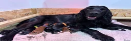 Cocker Spaniel dogs for sale: 2 black male cocker spaniels - Advert 5