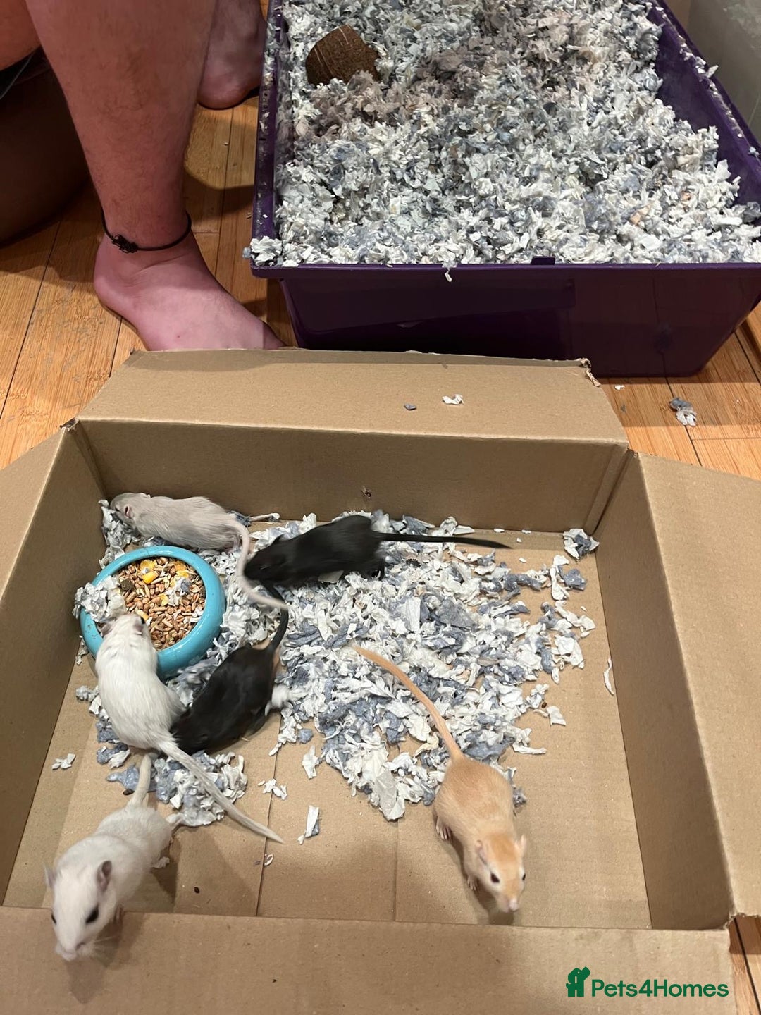 Gerbil rodents for sale: 4 gerbils for sale, in LONDON - Image 1