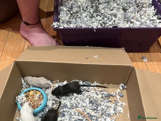 Gerbil rodents - Advert 1