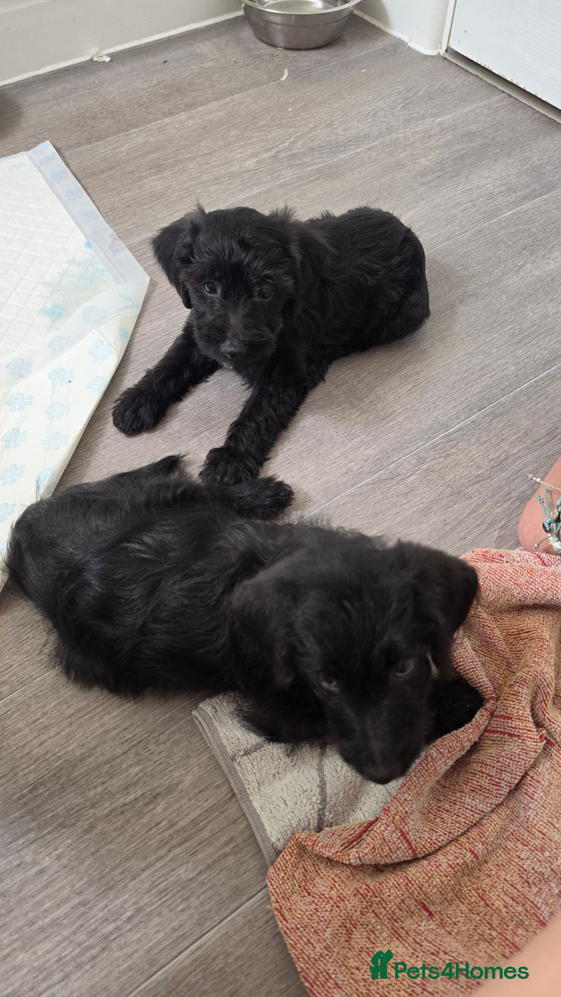 Mixed Breed dogs Toy Patterpoo - Advert 4
