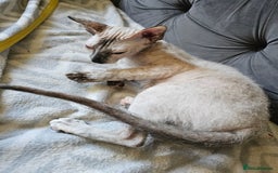 Siamese cats for sale: Siamese X Sphynx kittens - Image 34